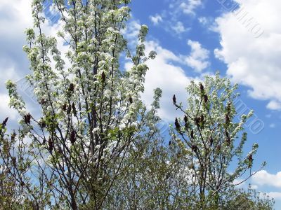 Spring flowered tree