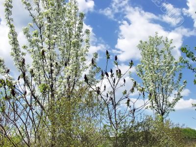 Spring flowered tree