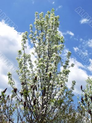 Spring flowered tree