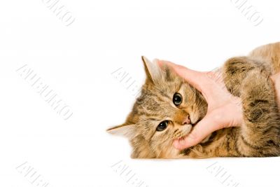 Young cat is hugging the hand