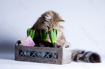 Cute cat and a flower