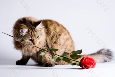 Young cat for Valentine