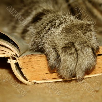 paw of a cat on a book