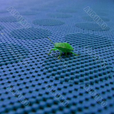 Green Shield Bug - Palomena prasina Green Shield Bug - Palomena prasina