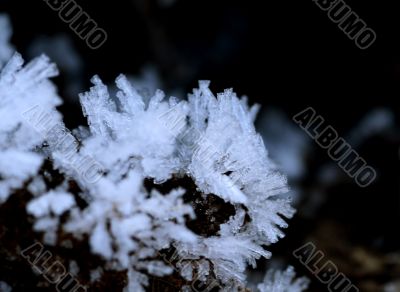 ice flower