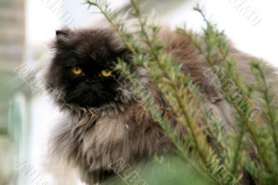 persian cat