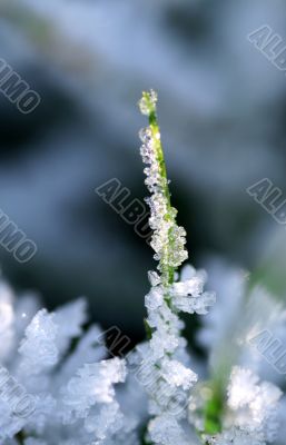 frozen grass