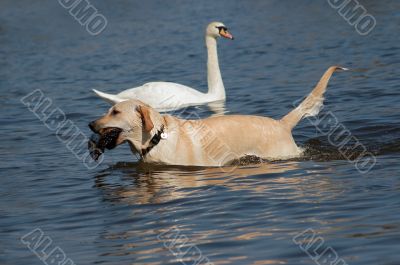 retrieve retrieve