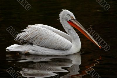 Dalmatian pelican Dalmatian pelican