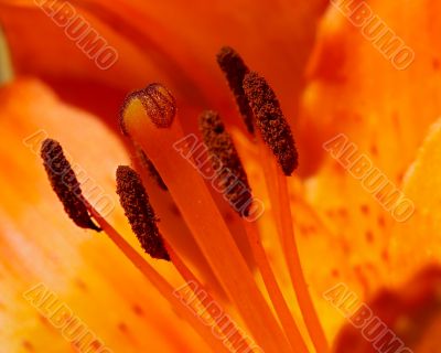 close-up of a lily