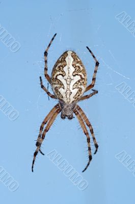 spider spider