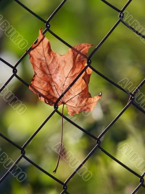 autumn leaf autumn leaf