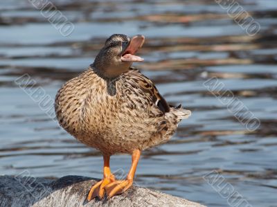 irritated duck