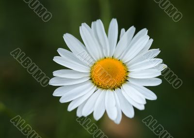 marguerite