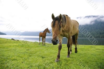 Altay, morning visitors, mare and colt