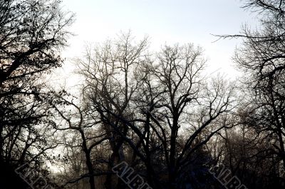 view of defoliated forest