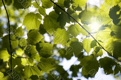 Sunny forest canopy