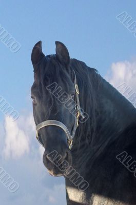 portrait of the black horse