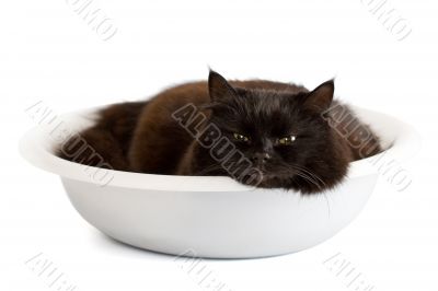 black cat in a basin isolated