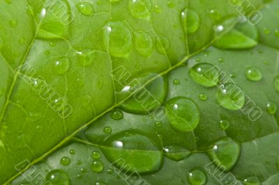 water drops on a leaf