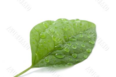 leaf with water drops isolated
