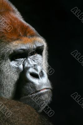 Gorilla Looking