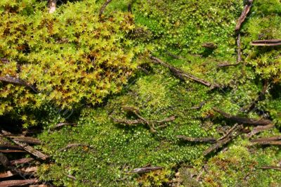 Moss on Thatched Roof