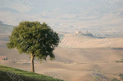 Tree in Tuscany