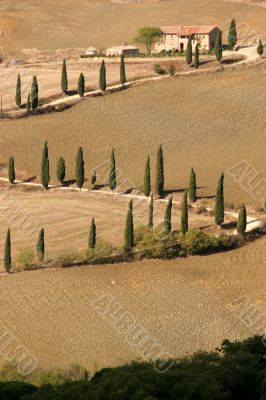 Tuscan landscape with cypress