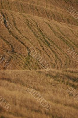 Tracks in the field