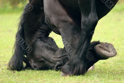 Friesian close-up