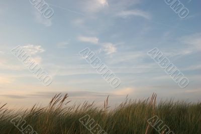 Green grass, blue sky