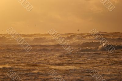 Golden waves