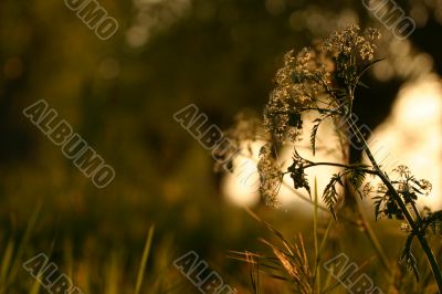 White flower, golden sunset