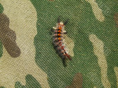 rainbow caterpillar