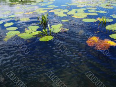 wave water, green algaes,  blue sky and clouds