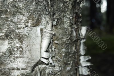 white and grey cortex of the birch white and grey cortex of the birch