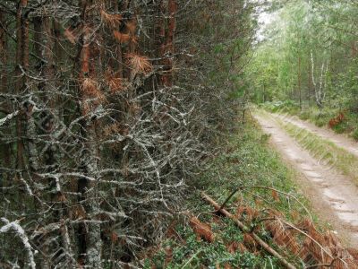 pine forest wall