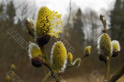 willow flower