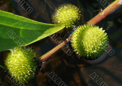 prickly balls