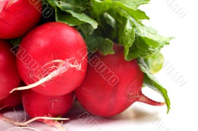 Bunch of Radishes