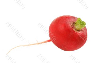 Lone Radish