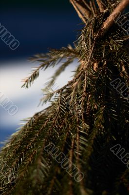 Branches of the fir