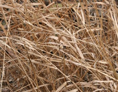 Winter Grass Background