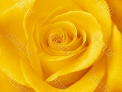A beautiful yellow rose. Close-up