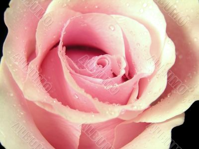 A soft pink rose with water droplets, close-up