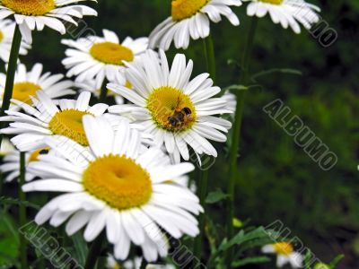 Bee on a ox-eye daisy with copy-space