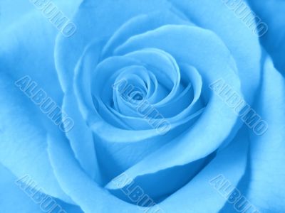 A beautiful blue rose. Close-up