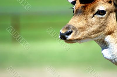 Deer Face