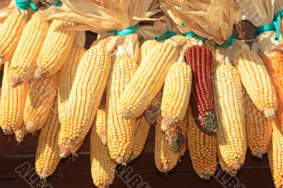Maize stock Maize stock